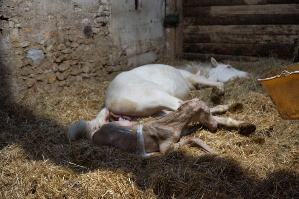 actualité élevage de chevaux vente de chevaux Charente Maritime