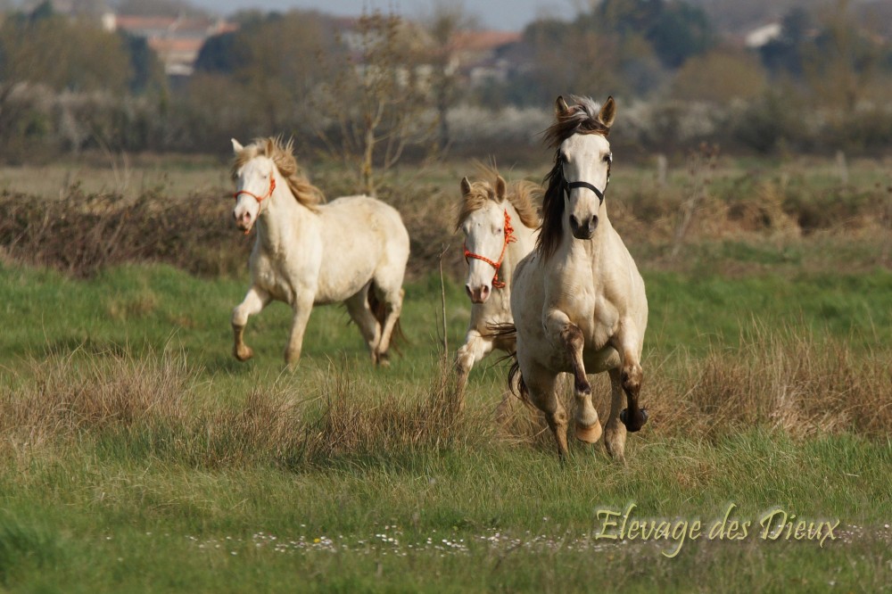 actualité élevage de chevaux vente de chevaux Charente Maritime