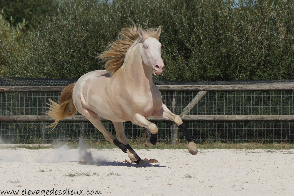 actualité élevage de chevaux vente de chevaux Charente Maritime