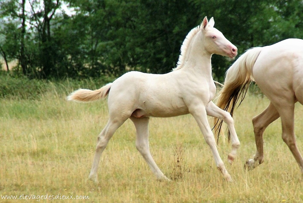 actualité élevage de chevaux vente de chevaux Charente Maritime