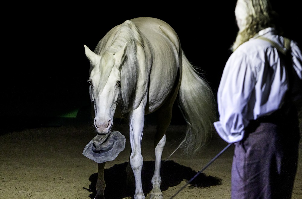 actualité élevage de chevaux vente de chevaux Charente Maritime