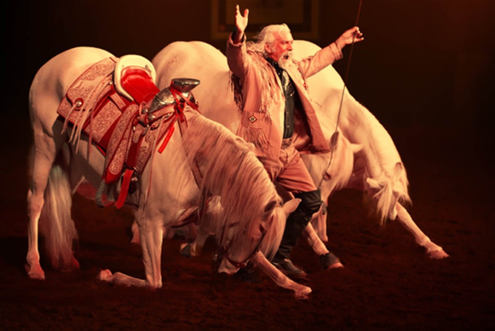 actualité élevage de chevaux vente de chevaux Charente Maritime