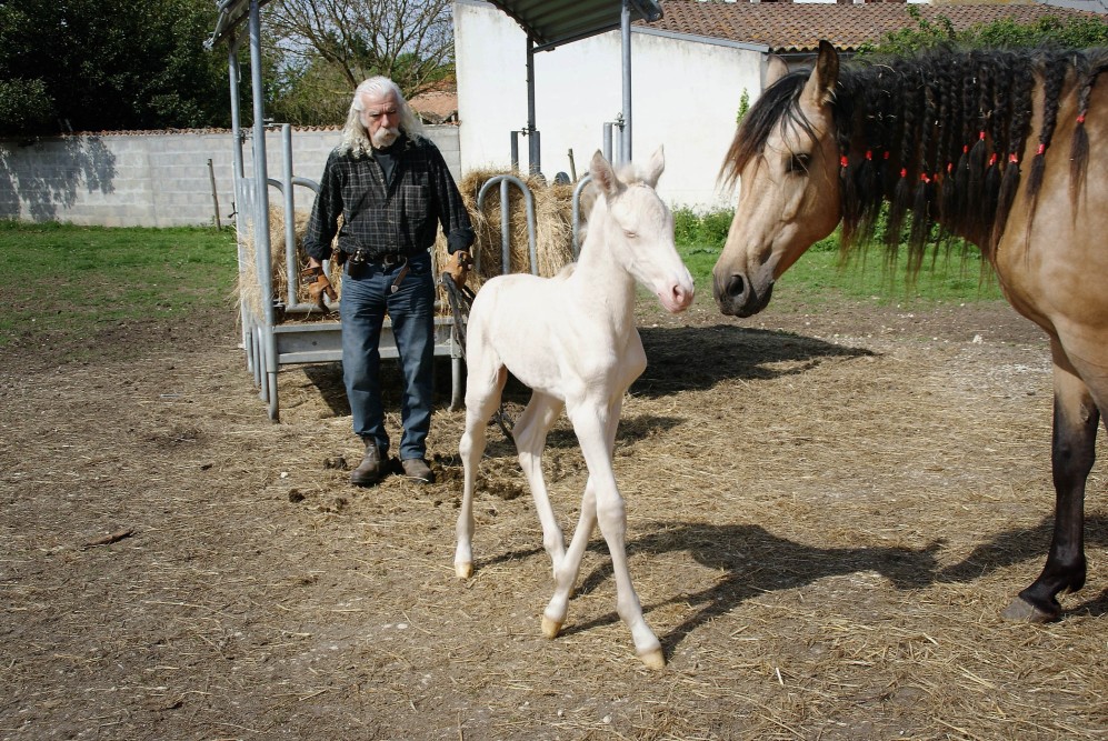 actualité élevage de chevaux vente de chevaux Charente Maritime