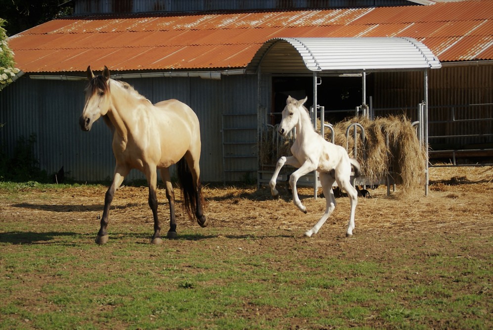 actualité élevage de chevaux vente de chevaux Charente Maritime