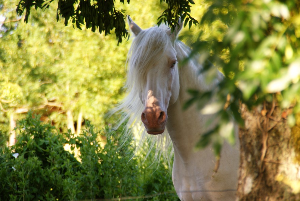 actualité élevage de chevaux vente de chevaux Charente Maritime