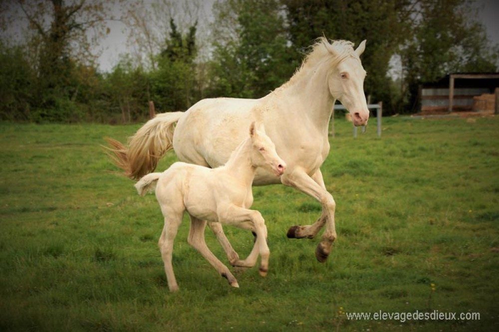 actualité élevage de chevaux vente de chevaux Charente Maritime