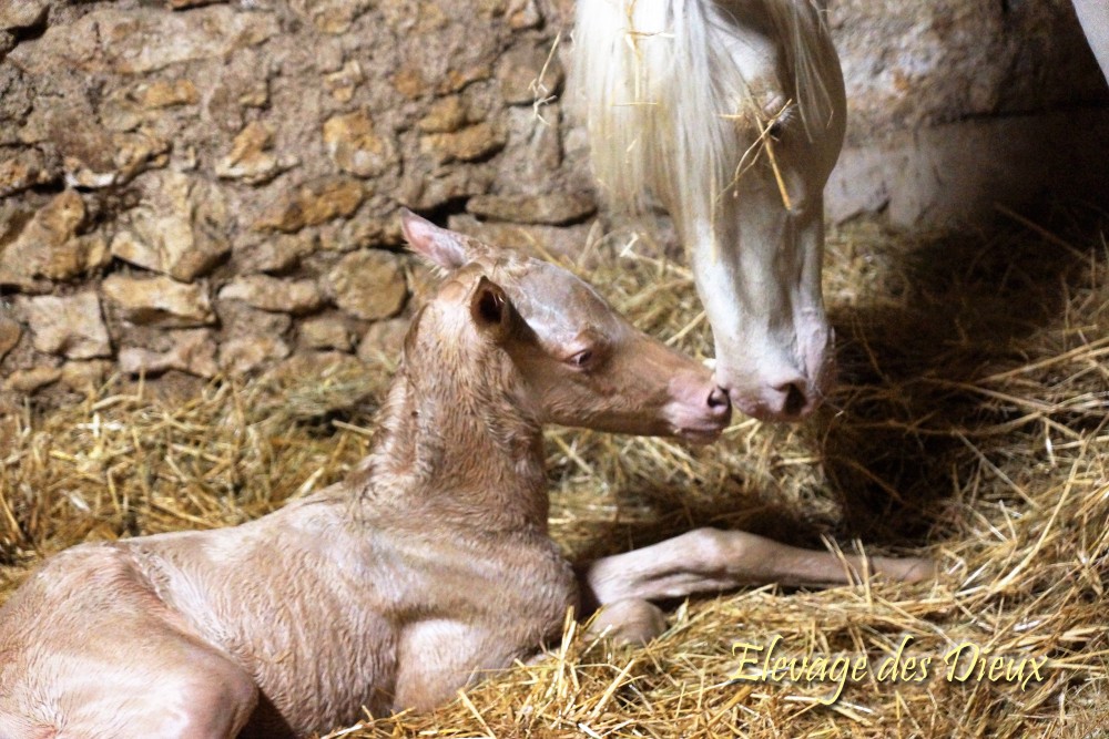 actualité élevage de chevaux vente de chevaux Charente Maritime