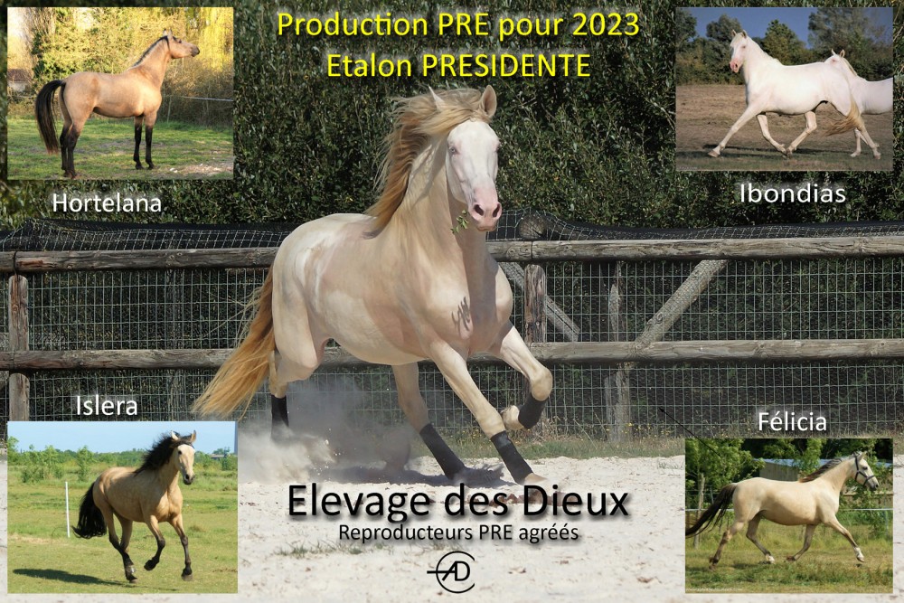 actualité élevage de chevaux vente de chevaux Charente Maritime