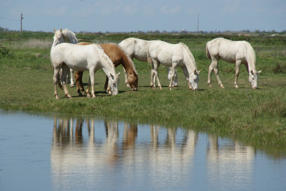 actualité élevage de chevaux vente de chevaux Charente Maritime