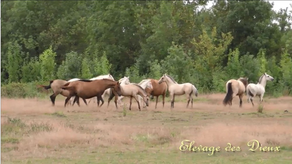 actualité élevage de chevaux vente de chevaux Charente Maritime