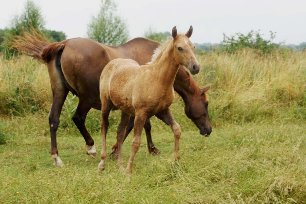 races élevage chevaux Charente Maritime