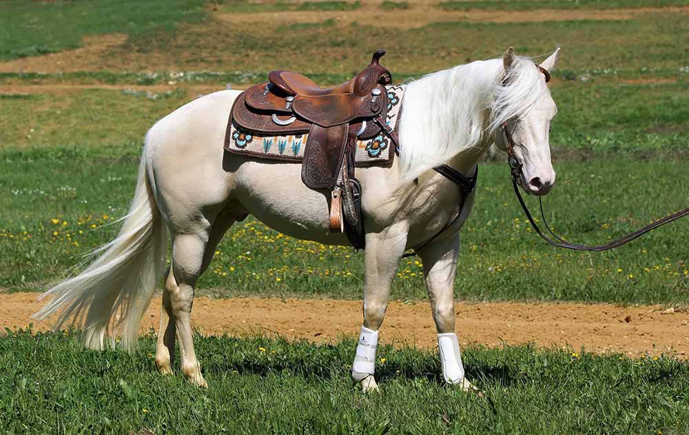 élevage de chevaux, étalons, spectacles équestres | Elevage des Dieux Charente Maritime