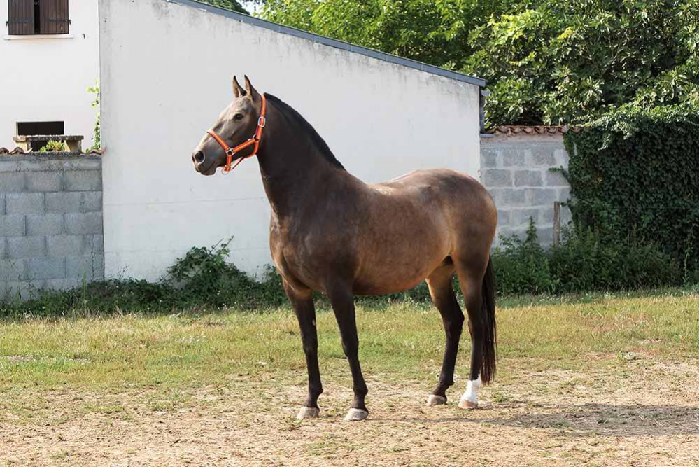 races élevage chevaux Charente Maritime