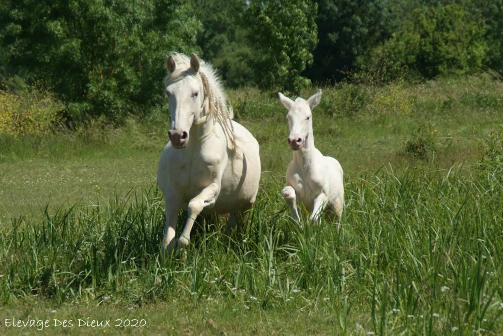 juments poulinières élevage chevaux Charente Maritime