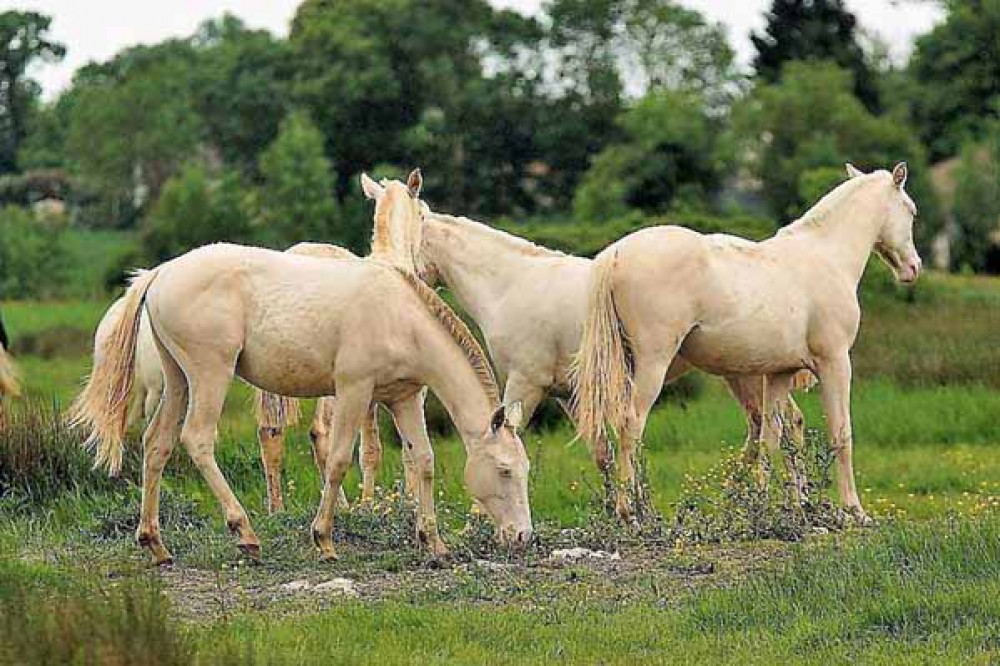 poulains élevage chevaux Charente Maritime