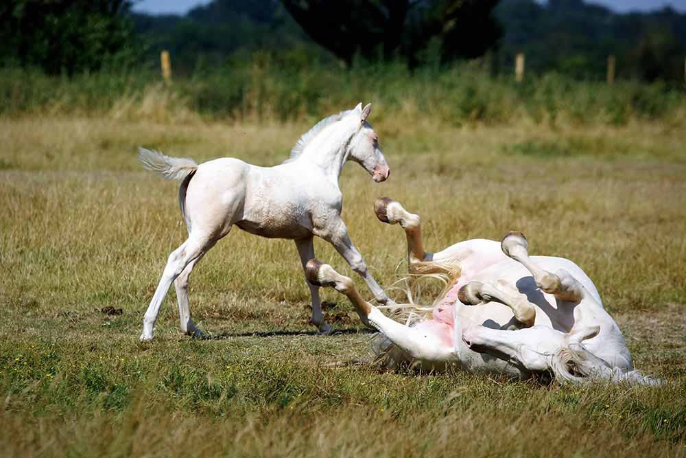 élevage de chevaux de couleur crème isabelle palomino Charente Maritime