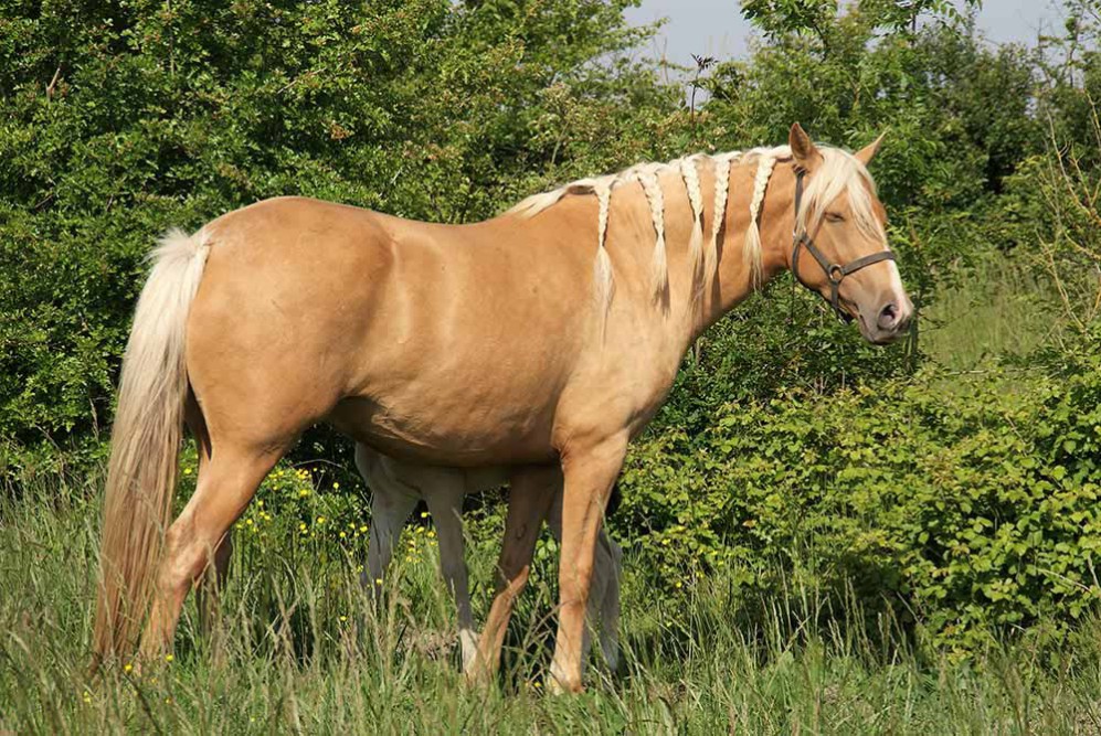 élevage de chevaux de couleur crème isabelle palomino Charente Maritime