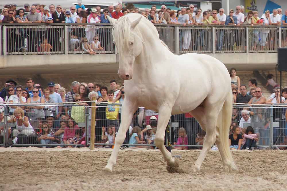 élevage de chevaux, étalons, spectacles équestres | Elevage des Dieux Charente Maritime