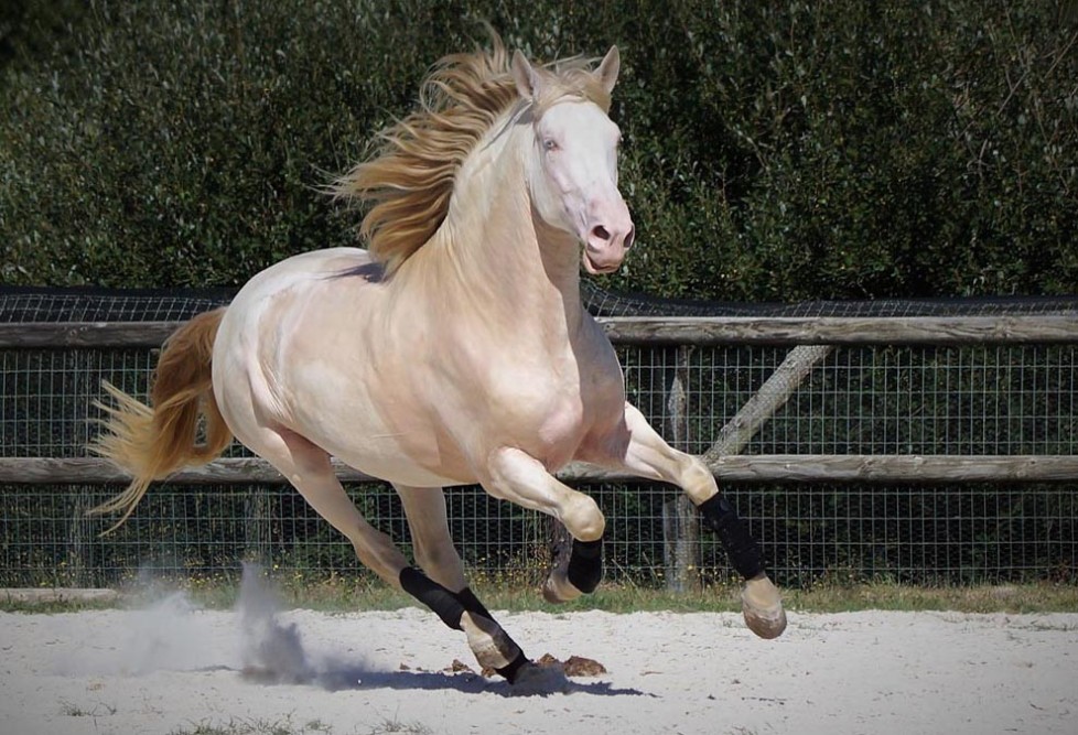 élevage de chevaux, étalons, spectacles équestres | Elevage des Dieux Charente Maritime