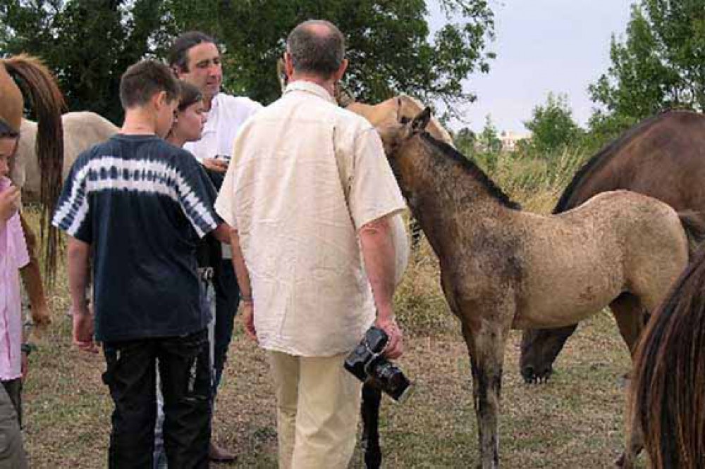 installations centre équitation spectacles équestres élevage chevaux Charente Maritime