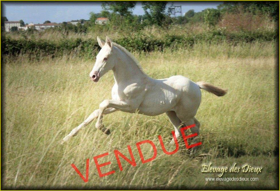 élevage de chevaux vente de chevaux Charente Maritime