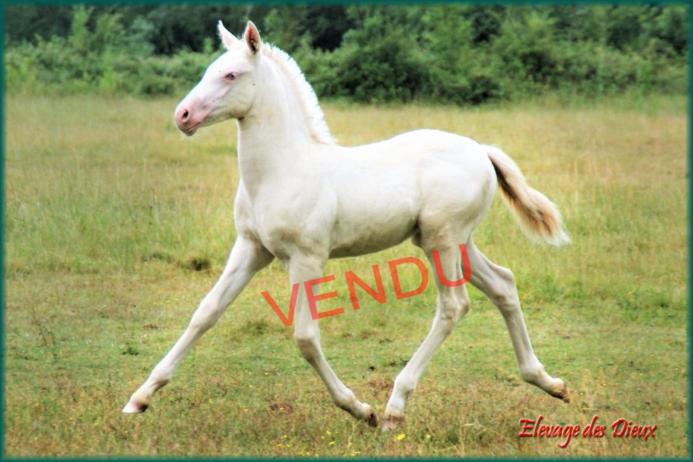 élevage de chevaux vente de chevaux Charente Maritime