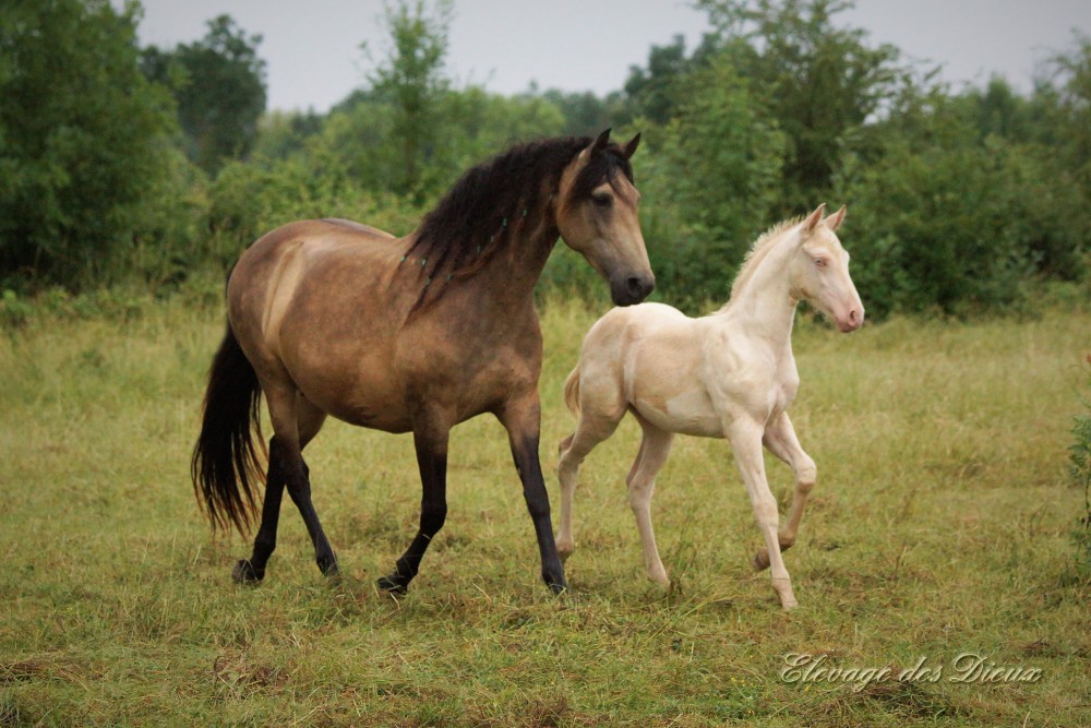 élevage de chevaux vente de chevaux Charente Maritime