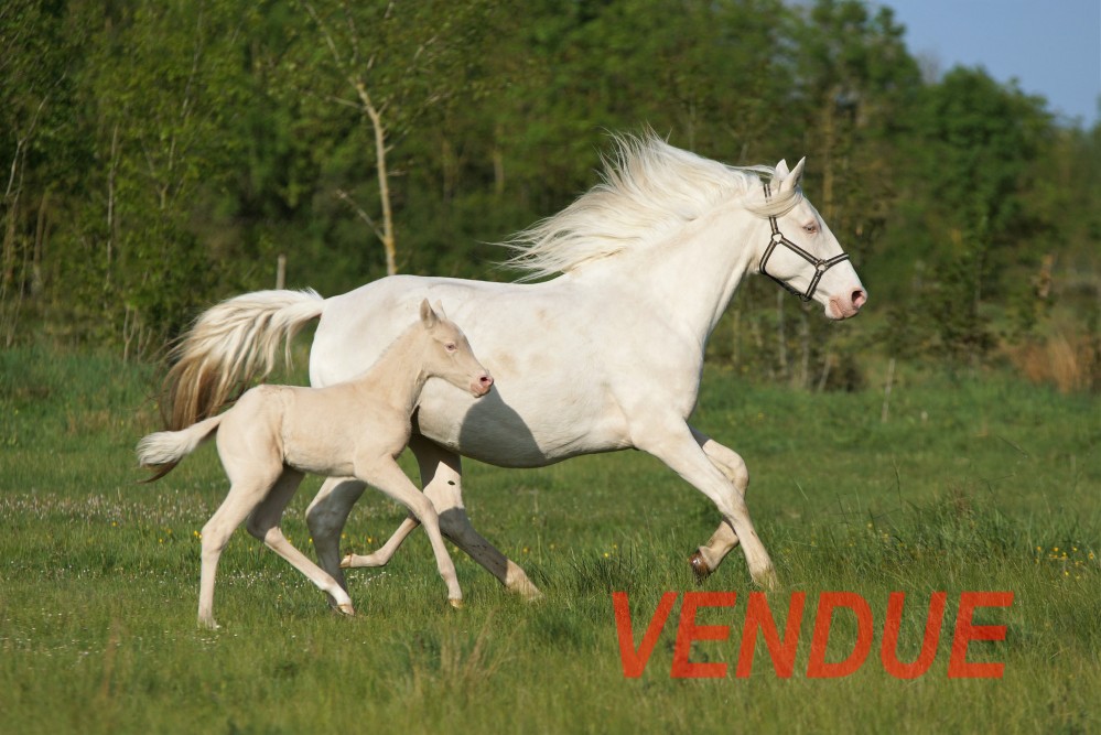 élevage de chevaux vente de chevaux Charente Maritime