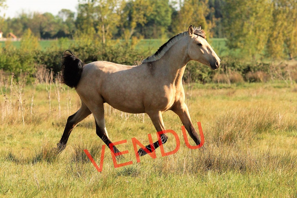 élevage de chevaux vente de chevaux Charente Maritime