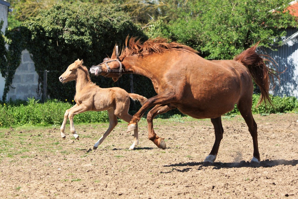 élevage de chevaux vente de chevaux Charente Maritime