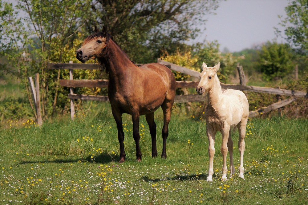 élevage de chevaux vente de chevaux Charente Maritime