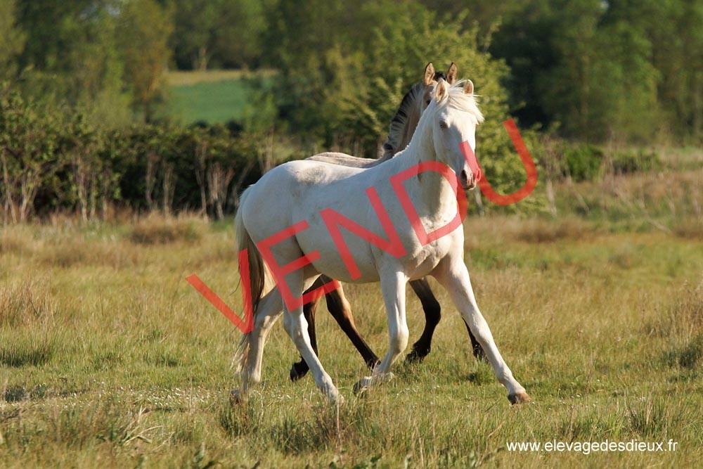 élevage de chevaux vente de chevaux Charente Maritime