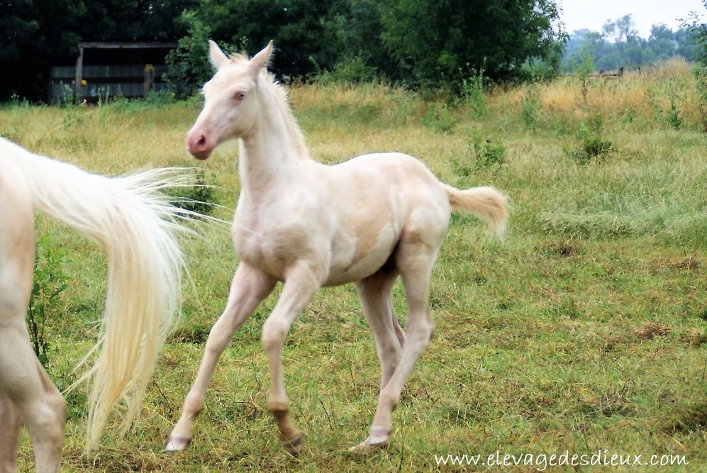 élevage de chevaux vente de chevaux Charente Maritime