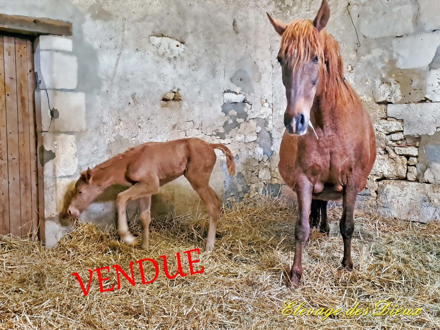 élevage de chevaux vente de chevaux Charente Maritime