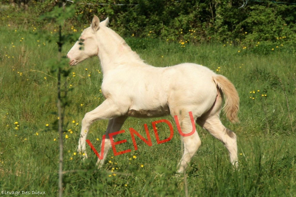 élevage de chevaux vente de chevaux Charente Maritime