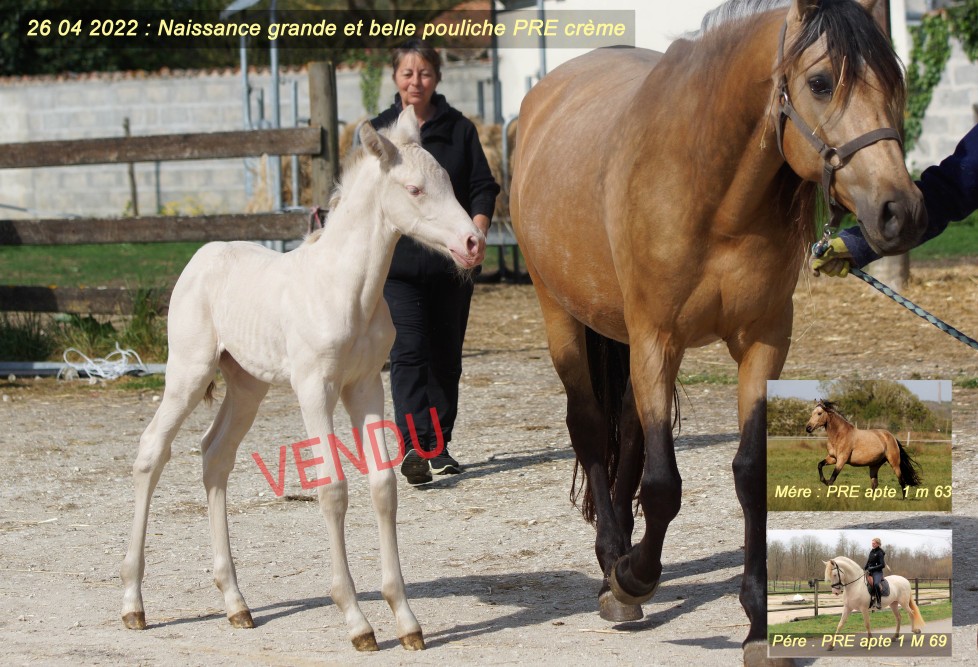 élevage de chevaux vente de chevaux Charente Maritime