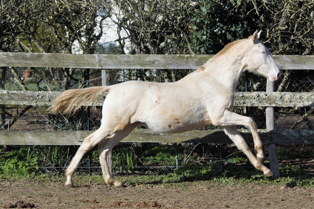 élevage de chevaux vente de chevaux Charente Maritime