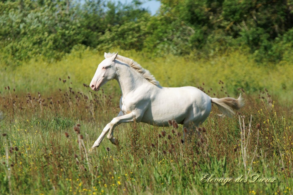 élevage de chevaux vente de chevaux Charente Maritime