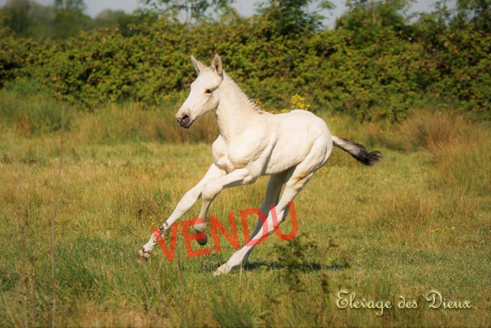 élevage de chevaux vente de chevaux Charente Maritime