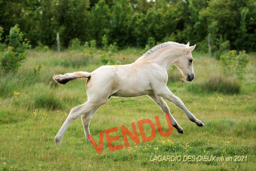 élevage de chevaux vente de chevaux Charente Maritime