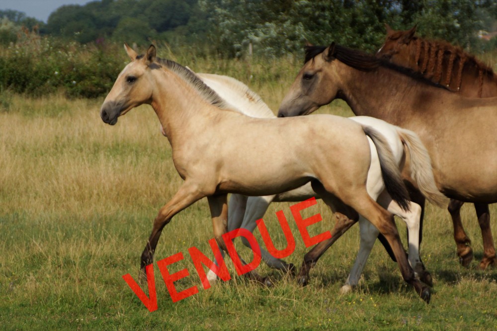 élevage de chevaux vente de chevaux Charente Maritime