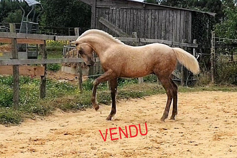 élevage de chevaux vente de chevaux Charente Maritime