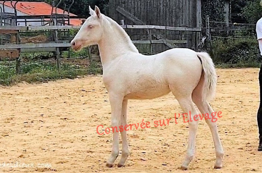 élevage de chevaux vente de chevaux Charente Maritime