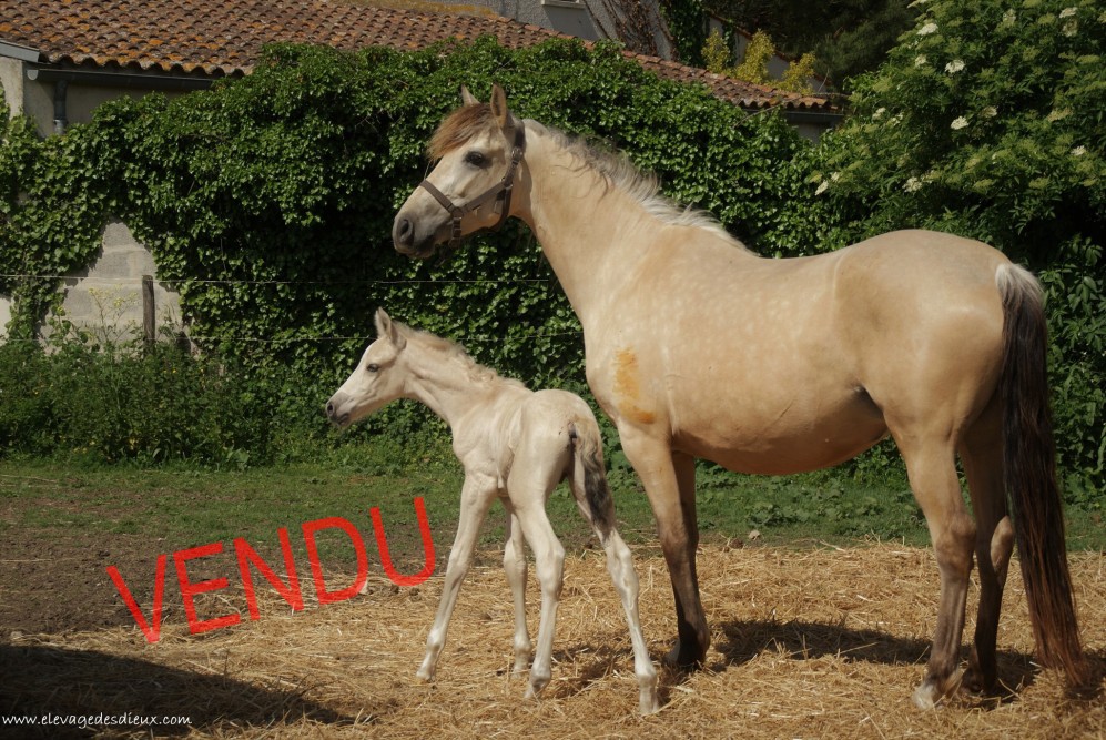 élevage de chevaux vente de chevaux Charente Maritime