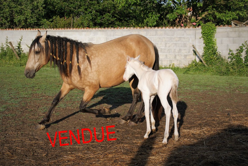 élevage de chevaux vente de chevaux Charente Maritime