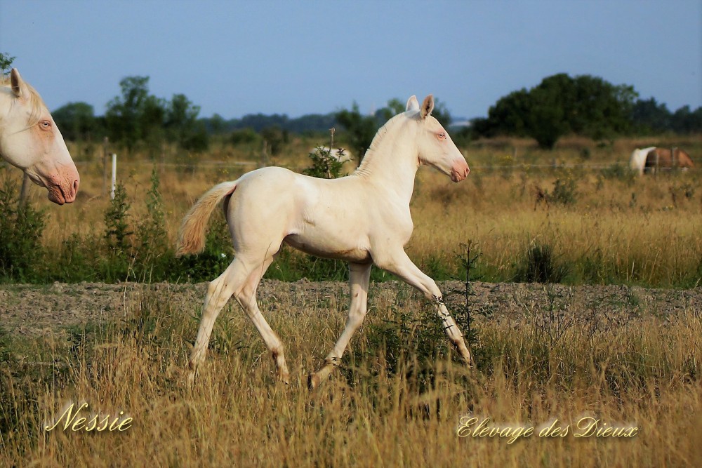 élevage de chevaux vente de chevaux Charente Maritime