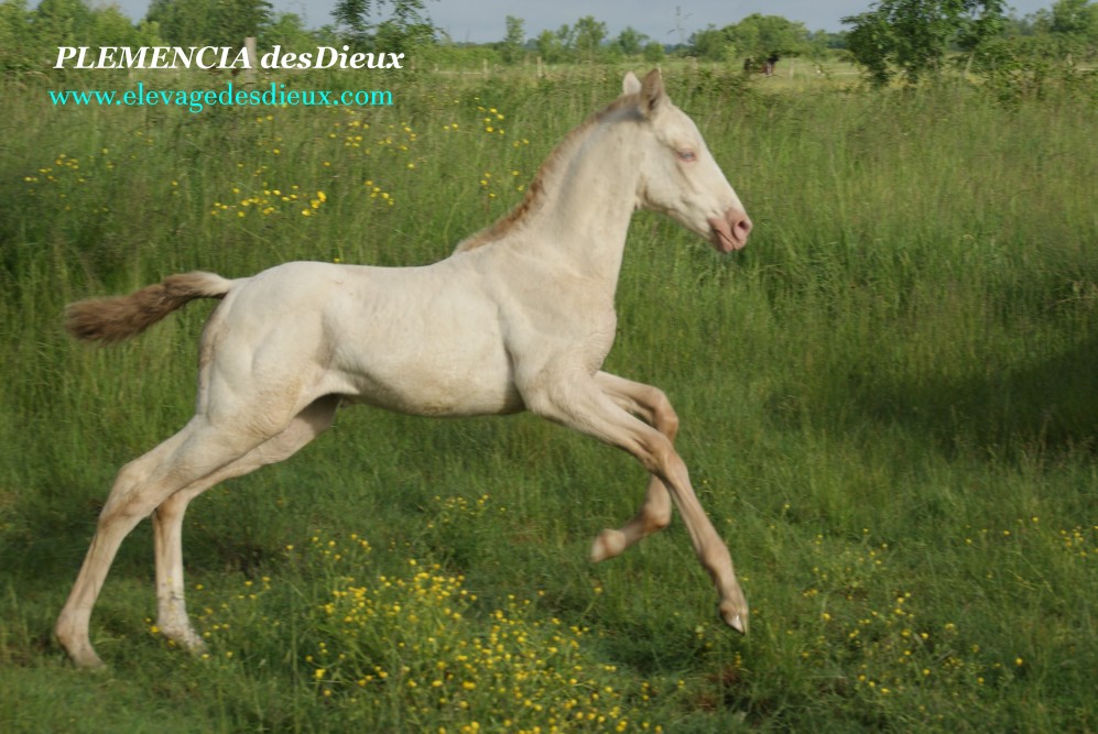 élevage de chevaux vente de chevaux Charente Maritime
