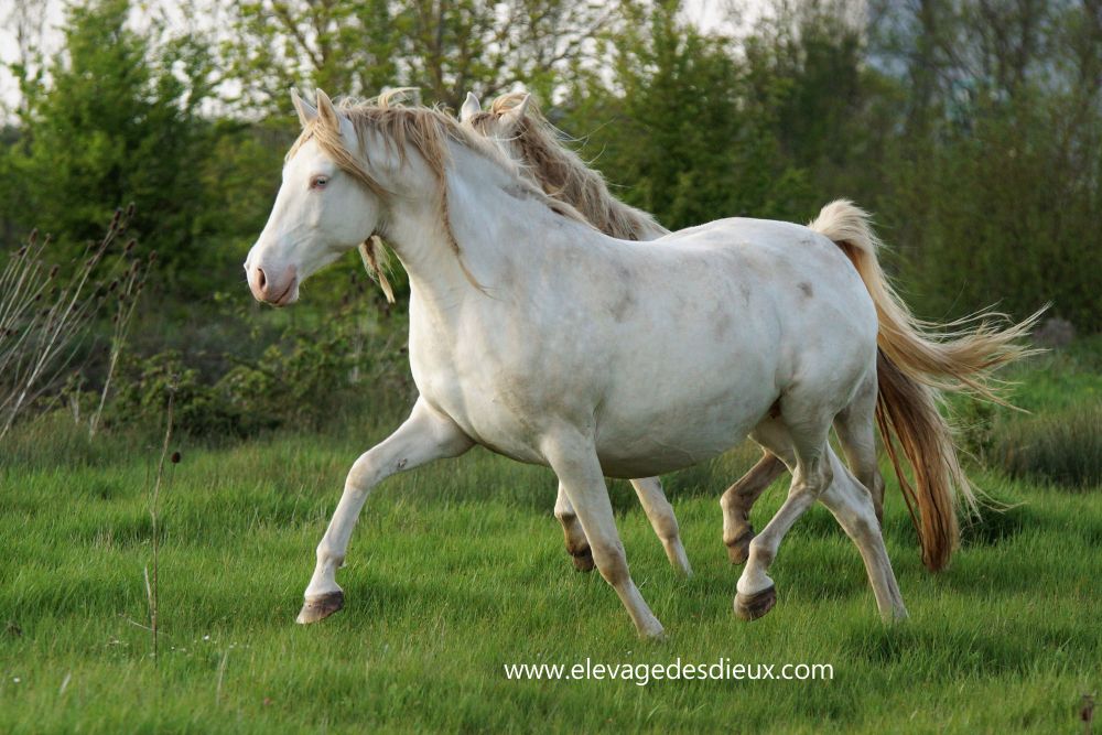 actualité élevage de chevaux vente de chevaux Charente Maritime