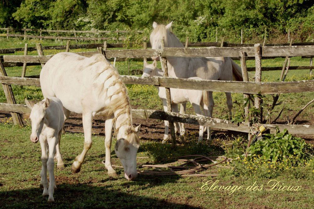actualité élevage de chevaux vente de chevaux Charente Maritime