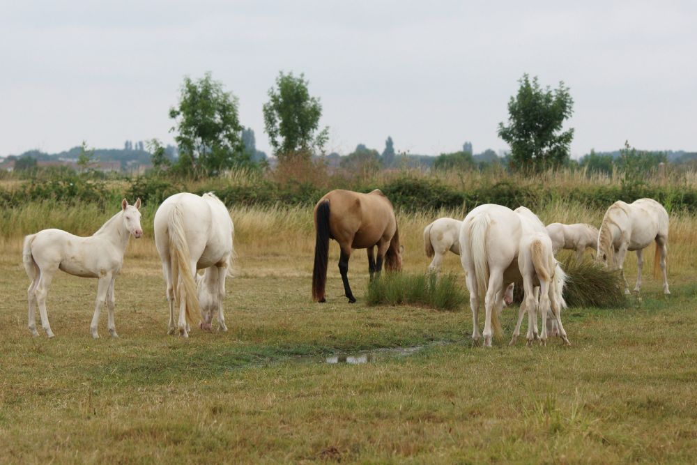 actualité élevage de chevaux vente de chevaux Charente Maritime